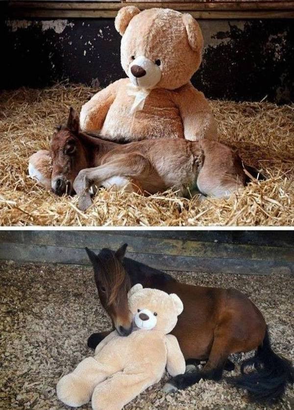 Cute And Funny Animals (47 pics)