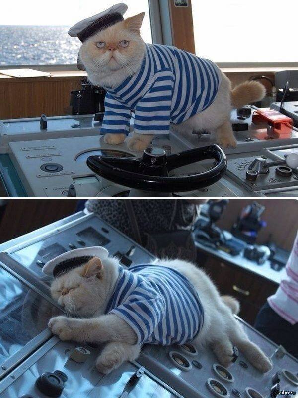 Cute And Funny Animals (47 pics)