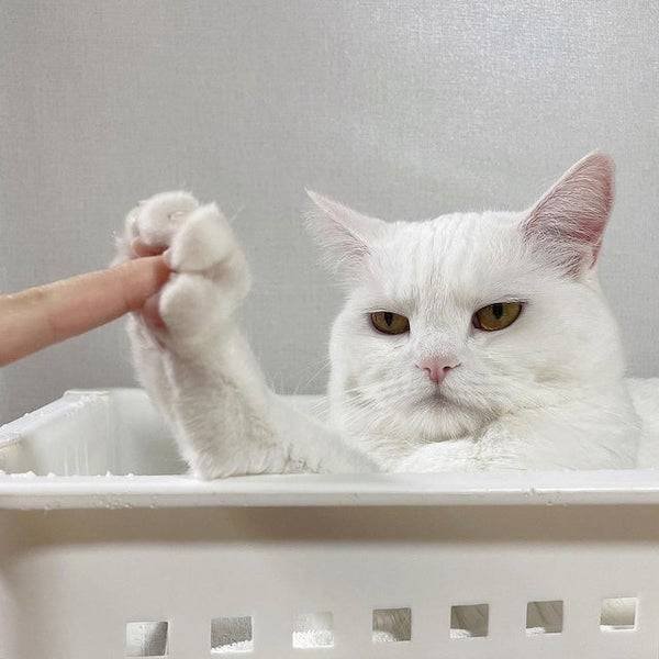 Cute And Funny Animals (47 pics)
