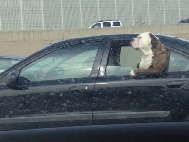 Cute And Funny Animals (47 pics)