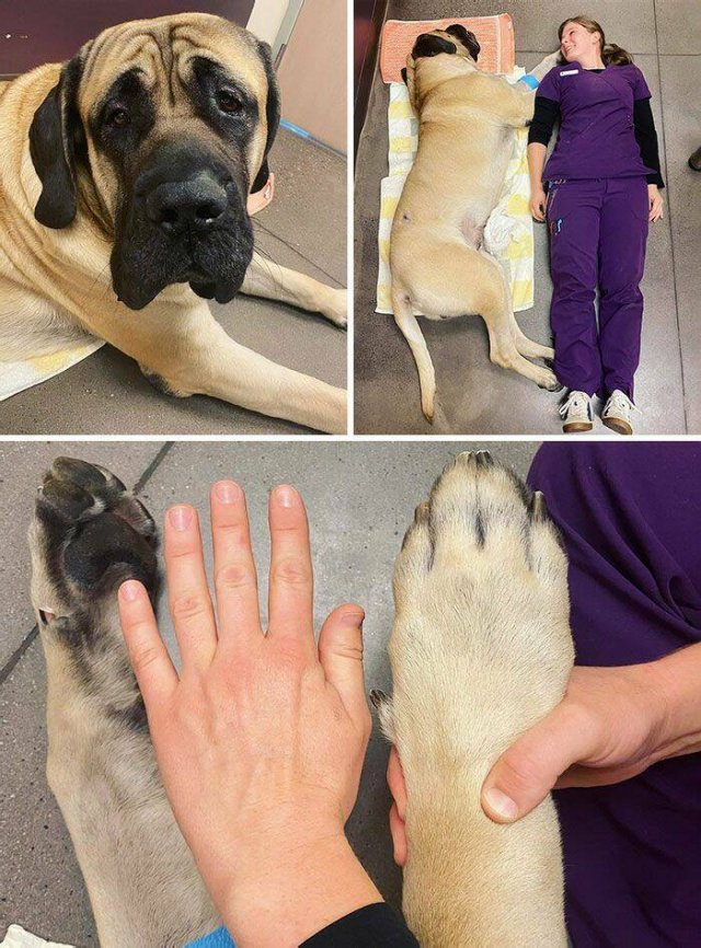 Memorable Stories And Photos Of Veterinarians (20 pics)