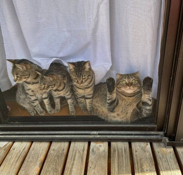 They Don't Care About Rules (19 pics)