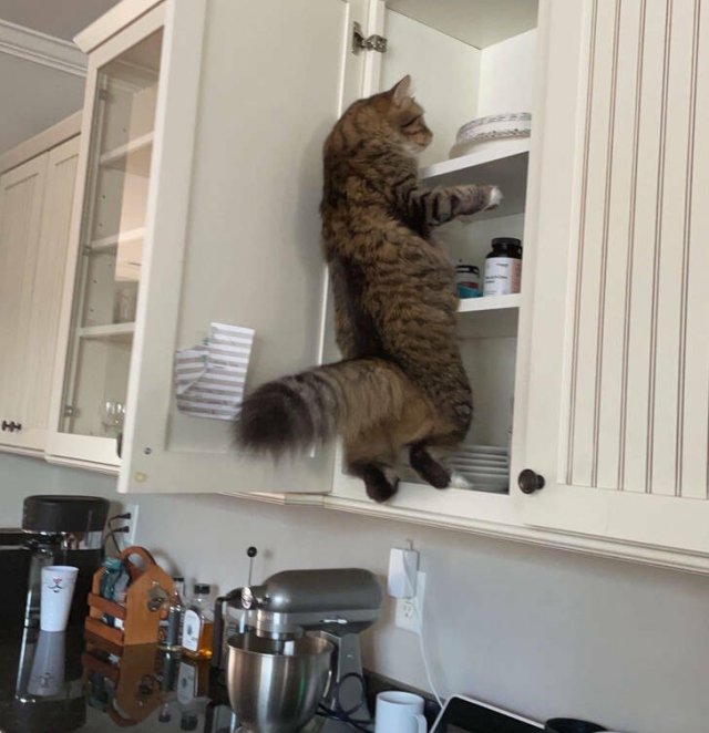 They Don't Care About Rules (19 pics)