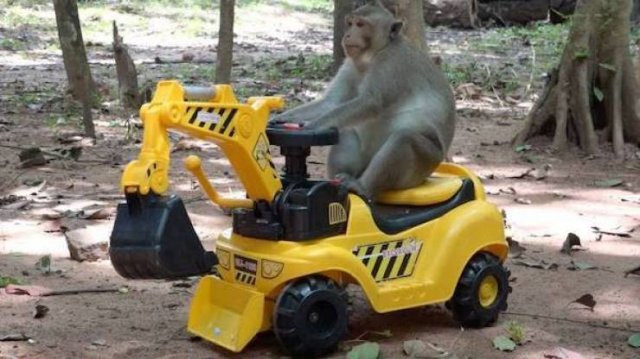 Cute And Funny Animals (47 pics)