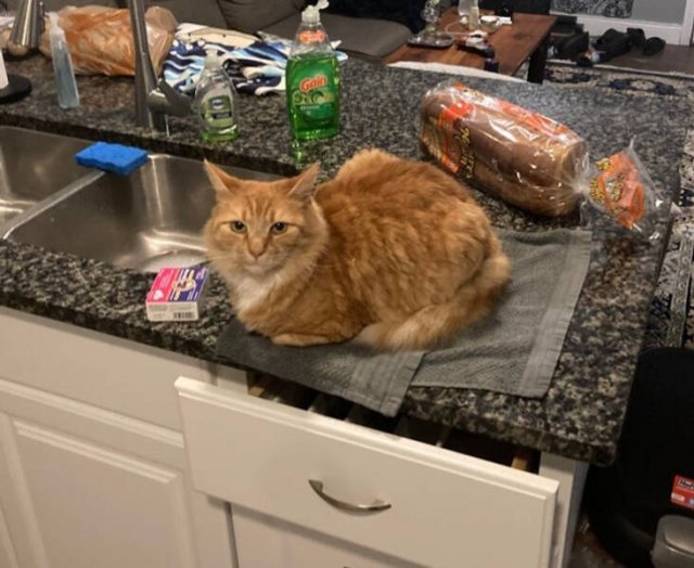 They Don't Care About Rules (19 pics)