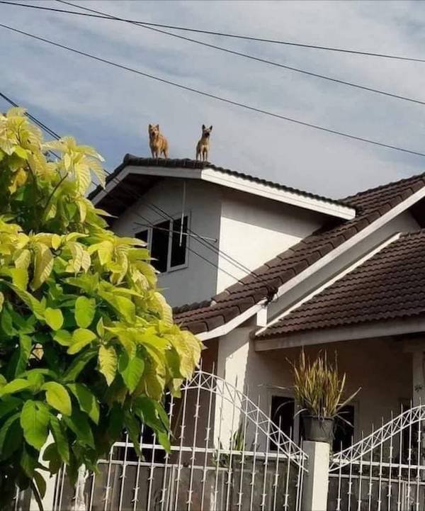 Cute And Funny Animals (47 pics)