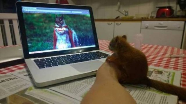 Cute And Funny Animals (47 pics)