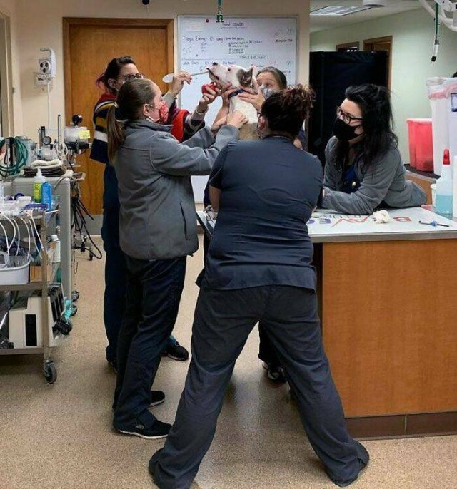 Memorable Stories And Photos Of Veterinarians (20 pics)