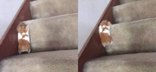 Cute And Funny Animals (47 pics)