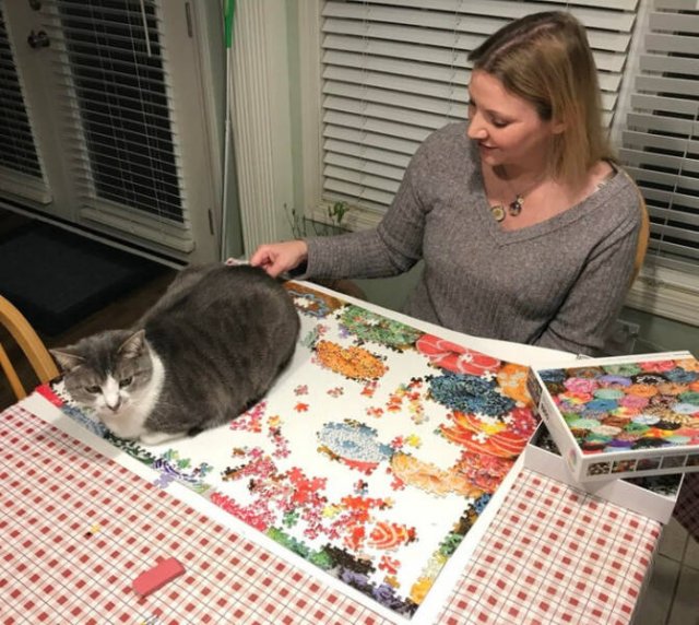 They Don't Care About Rules (19 pics)