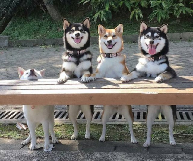 Cute And Funny Animals (47 pics)