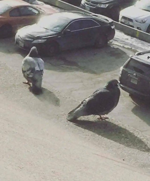 Optical Illusions (20 pics)