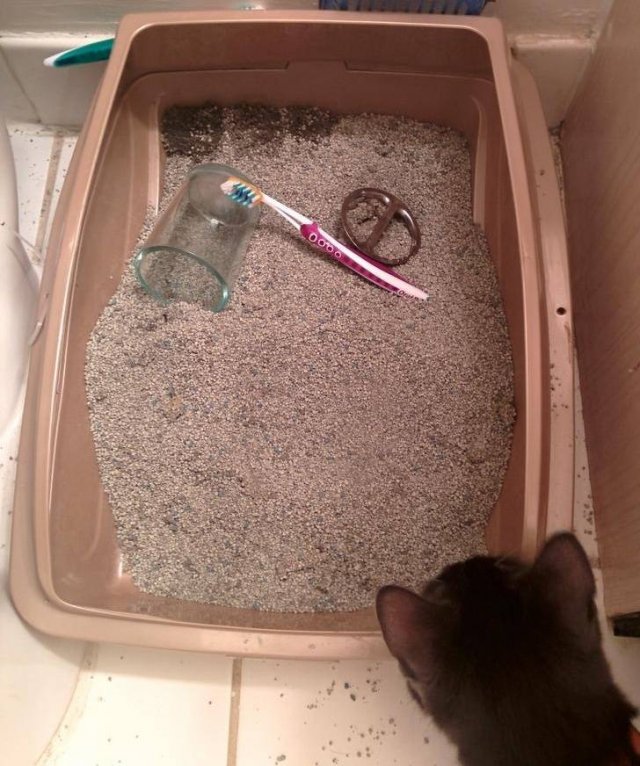 They Don't Care About Rules (20 pics)