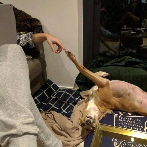 Funny Animals (55 pics)
