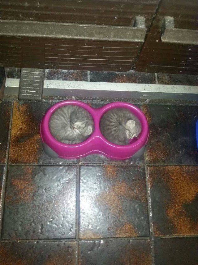 Funny Animals (55 pics)