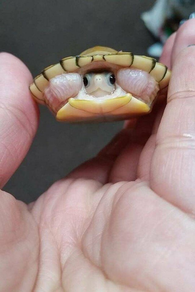 Funny Animals (55 pics)