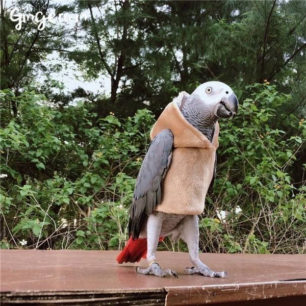 Funny Animals (55 pics)