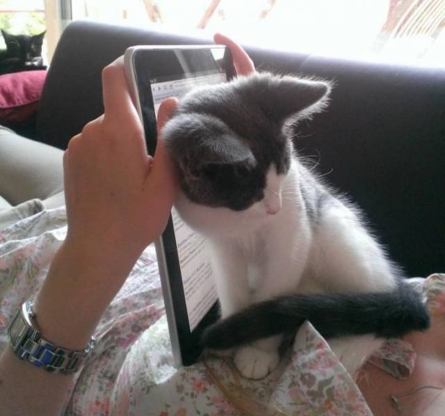 They Don't Care About Rules (20 pics)