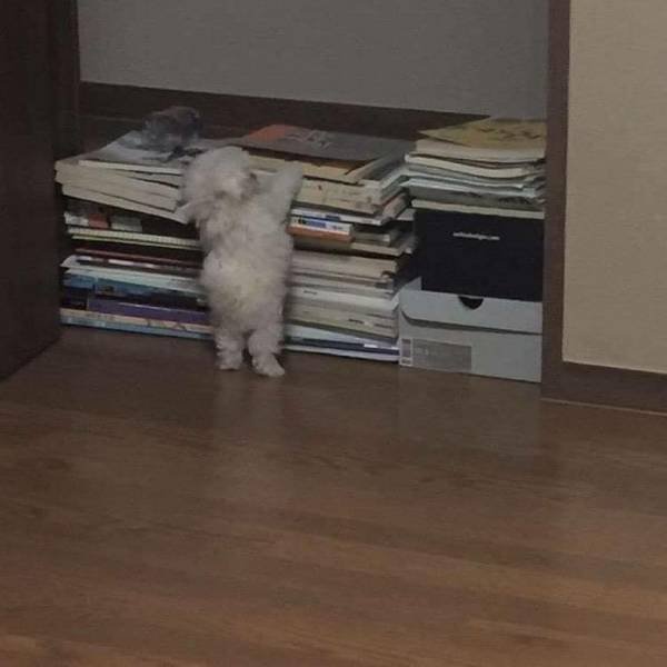 Funny Animals (55 pics)