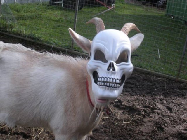 Funny Animals (55 pics)