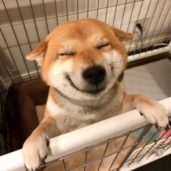 Funny Animals (55 pics)
