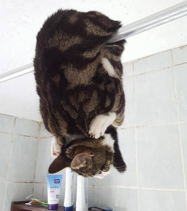 They Don't Care About Rules (20 pics)