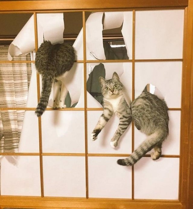 They Don't Care About Rules (20 pics)