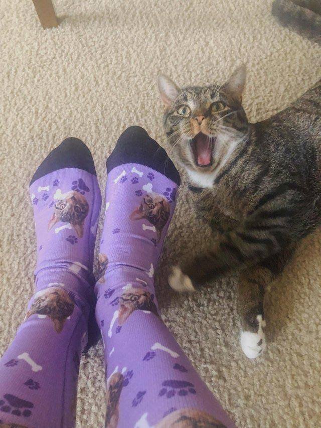Funny Animals (55 pics)