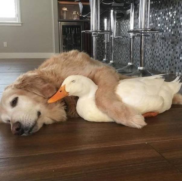 Funny Animals (55 pics)