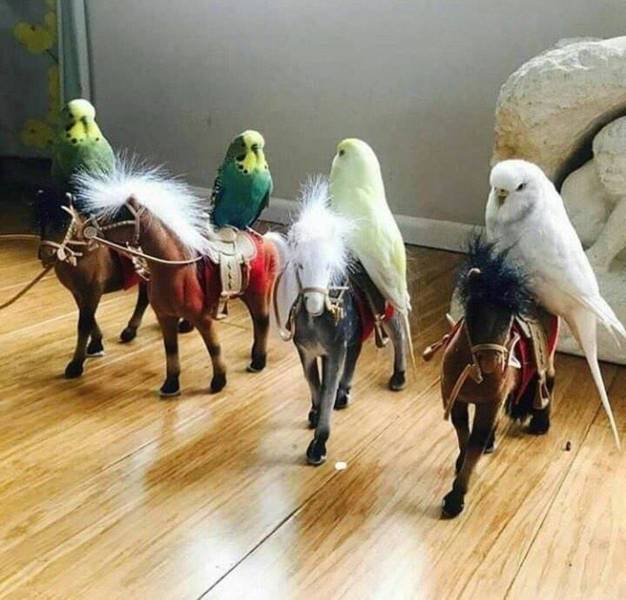 Funny Animals (55 pics)