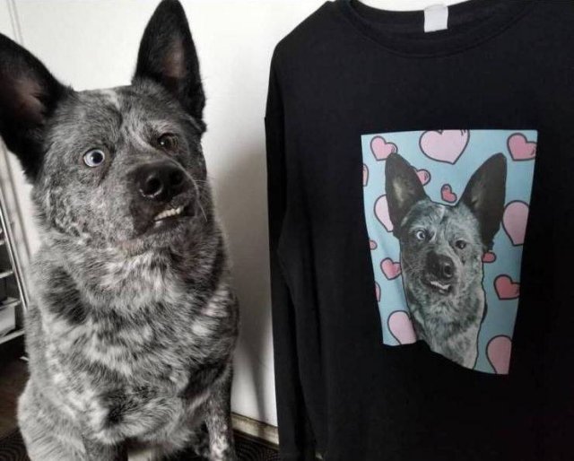 Funny Animals (55 pics)