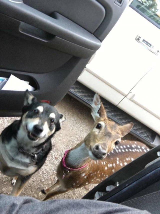 Funny Animals (55 pics)