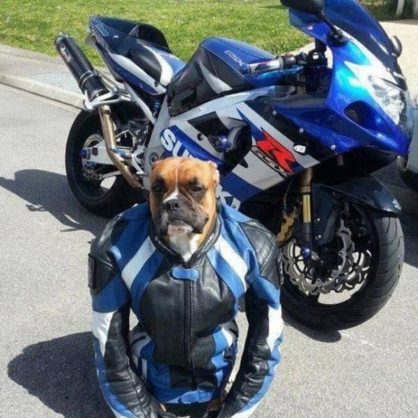 Funny Animals (55 pics)