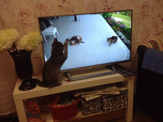 Funny Animals (55 pics)