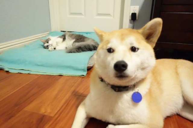 They Don't Care About Rules (20 pics)