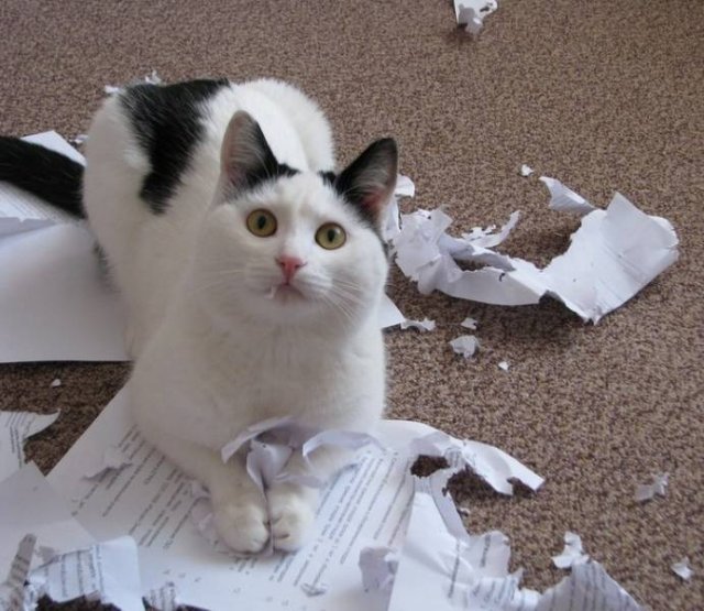 They Don't Care About Rules (20 pics)