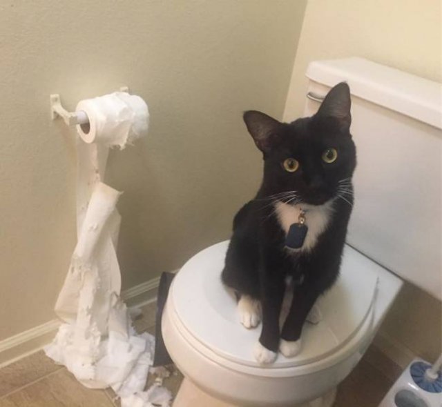 They Don't Care About Rules (20 pics)