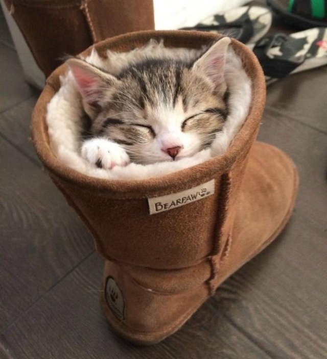 They Don't Care About Rules (20 pics)