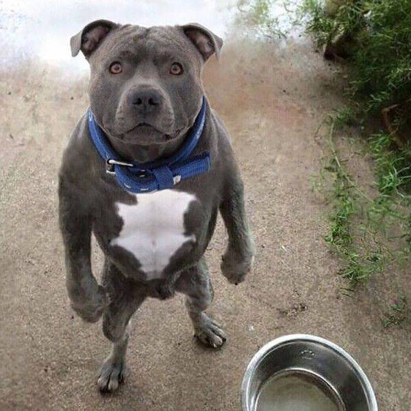 Funny Animals (55 pics)