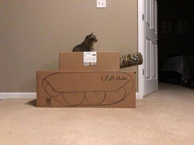 Funny Animals (55 pics)