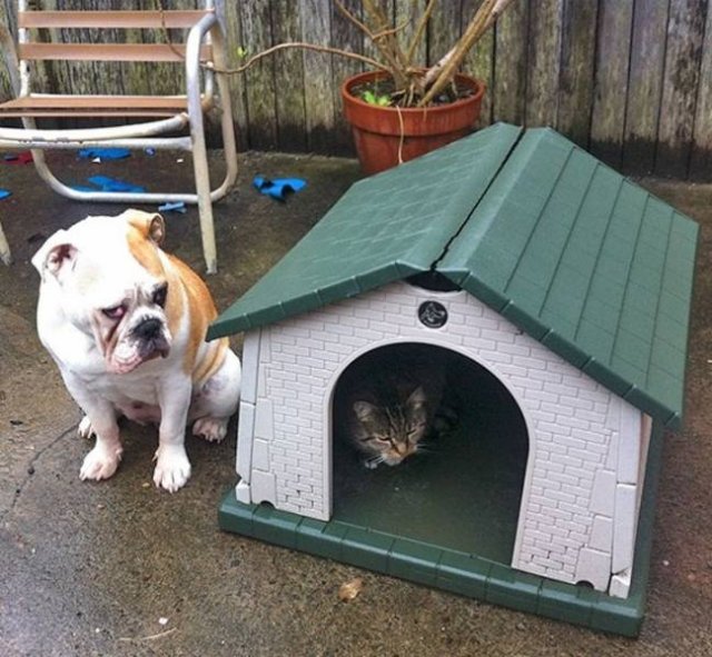 They Don't Care About Rules (20 pics)