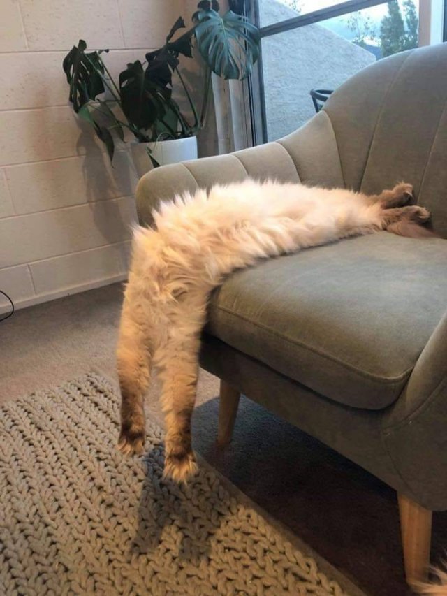 Funny Animals (55 pics)