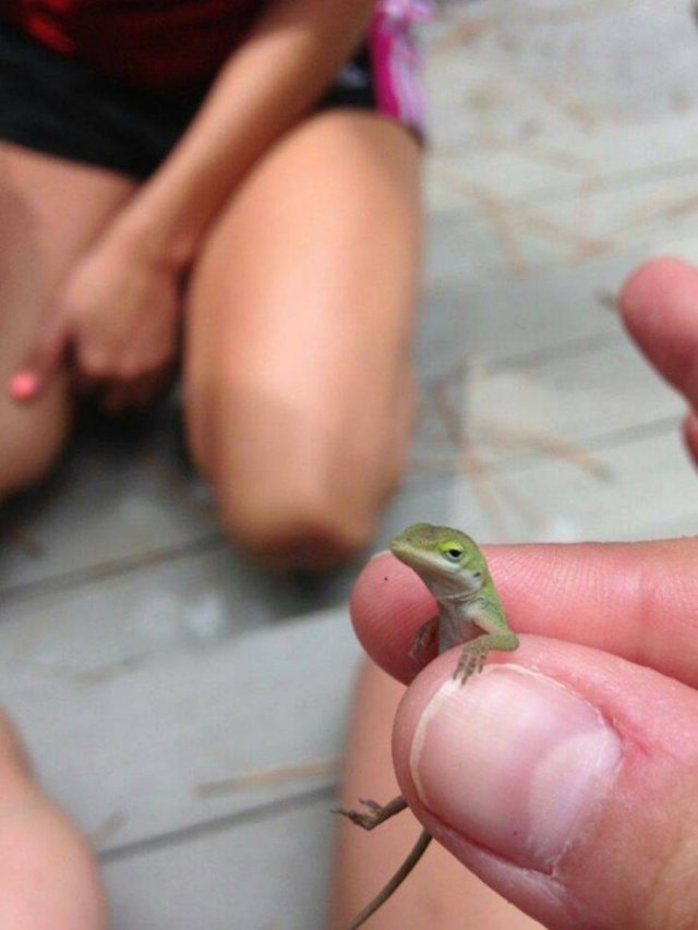 Funny Animals (55 pics)