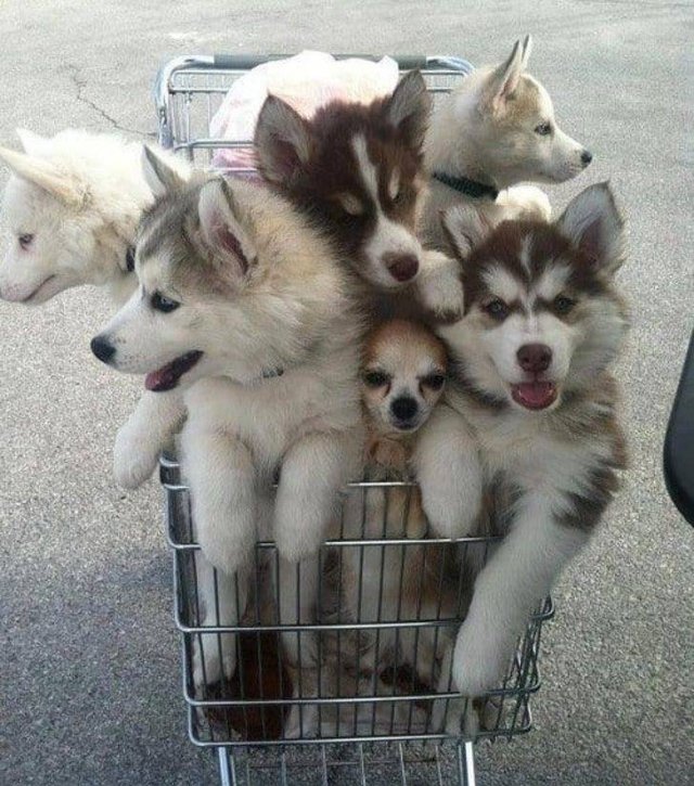 Funny Animals (55 pics)