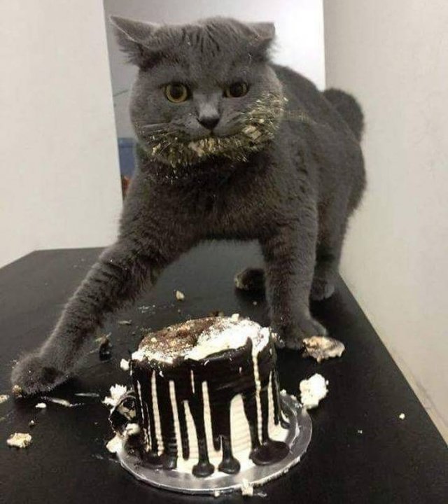 They Don't Care About Rules (20 pics)