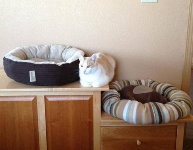 They Don't Care About Rules (20 pics)