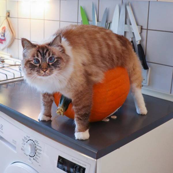 Funny Animals (55 pics)