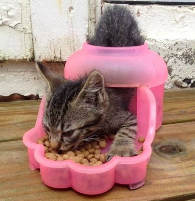 They Don't Care About Rules (20 pics)