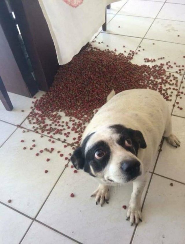 Funny Animals (55 pics)