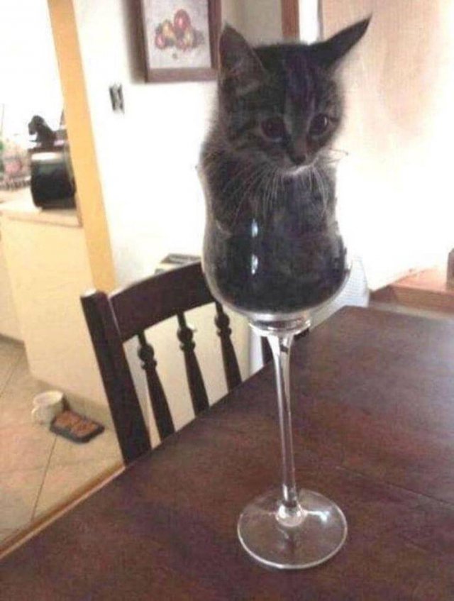 Funny Animals (55 pics)